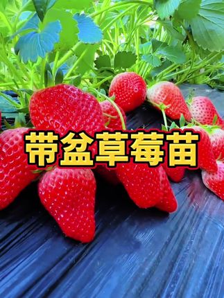 立秋之后一定要在家里种几棵草莓苗,香甜多汁,安全健康产量高,苗子给你培育好了,原土原盆发货,只需要浇浇水,就能吃到新鲜的草莓了,喜欢的你也种起来吧,苗子就在下方购物车#三农 #家庭种植 #新鲜采摘 #草莓苗 #优质种苗