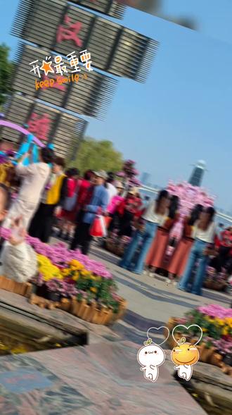 今年的菊花展格外漂亮🌼🌼🌼🌼