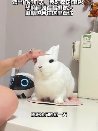 终于知道孩子为什么能拴住妈 #萌宠 #科学养兔 #宠物vlog #是宠物更是家人 #也太可爱了吧