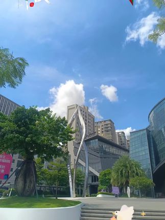 广东本港大鱿鱼整条煲汤爆炒铁板烧新晒海鲜干货大号海鲜500克#广东鱿鱼干#鱿鱼干 #爆炒鱿鱼 #海鲜干货#广东特产
