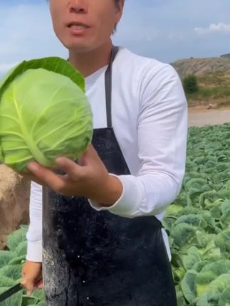 #包菜 #绿甘蓝 #优质农产品 甘肃新鲜绿甘蓝露天种植包心菜手撕包菜清炒凉拌时令蔬菜5-9斤#好吃推荐 #爆款热卖中