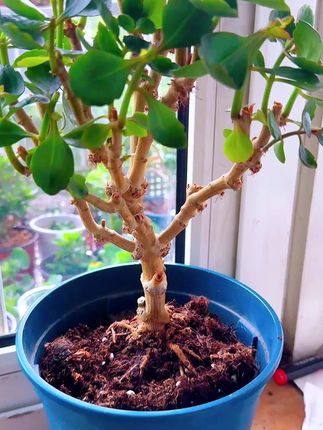 长寿花老桩远行#长寿花