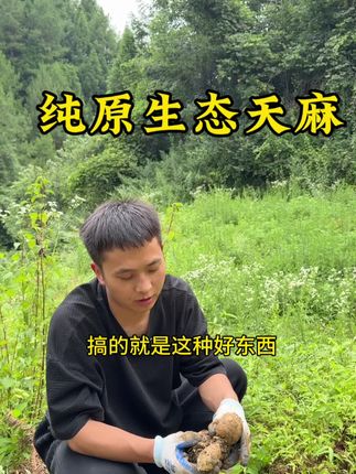 很多朋友认识我之后才知道天麻原来非常讲品质! #天麻小王子#天麻#天麻炖鸡#云南天麻#山货