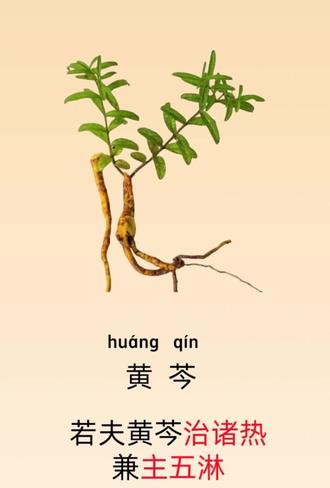 🌟 黄岑|清热泻火的"苦味卫士" 【性味与归经】味苦,性寒。归肺经、胆经、脾经、大肠经、小肠经。 【作用功效】泻实火,除湿热,止血,安胎。治壮热烦渴,肺热咳嗽,湿热泻痢,黄疸,热淋,吐、衄、崩、漏,目赤肿痛,胎动不安,痈肿疔疮。#中草药 #中药养生 #黄芩 #泻火 #本草智慧
