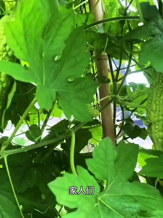 #苦瓜 #新鲜苦瓜 #绿色蔬菜 #苦涩甘香 #健康营养 家人们,快来看看这个苦瓜啊!苦涩甘香,用它来凉拌、煮汤、炒菜都很好吃又健康~
