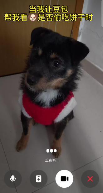 豆包真是能屈能伸#养狗日记 #狗狗的迷惑行为 #可爱小狗 #萌宠日常 #豆包