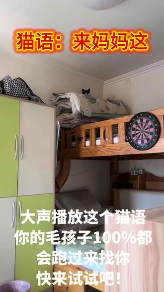 猫语,收藏起来找不到你的小猫咪可以用#小布#我家毛孩子沙雕行为 #铲屎官的乐趣 #小猫咪 #民间手艺