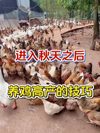 入秋以后,高产量技巧!#鸡#三农#母鸡#养殖