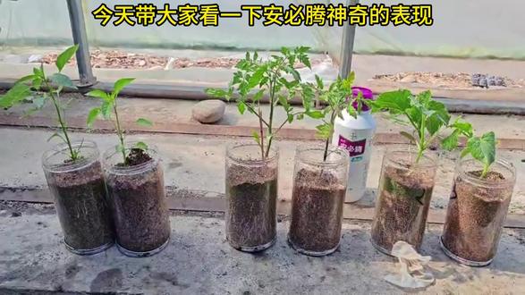 拜耳安必腾神奇效果 拜耳安必腾效果表现,氨基酸就用安必腾#德国拜耳 #拜耳氨基酸镁