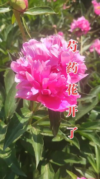 2023.6.5星期一
呼市 锡林公园