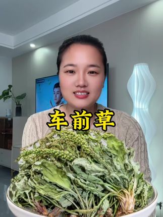 #车前草