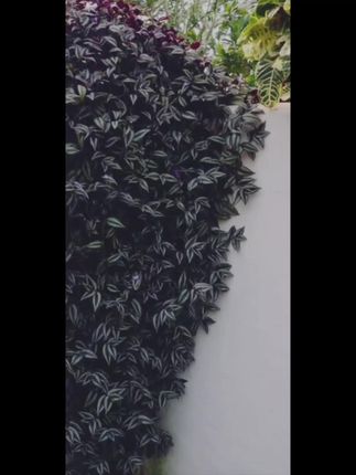室内添绿意,四季常青不打烊!包邮送到家 今天是大喜的日子!我来给大家送福利啦!!!拍一发四还包运费哦~#花卉绿植#油画吊兰#爱生活爱养花#室内绿植#绿植盆栽