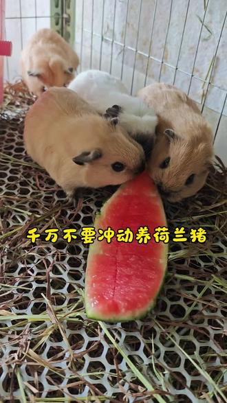 #萌宠出道的计划 #创作者中心 #创作灵感 千万不要冲动养荷兰猪#豚鼠 #荷兰猪