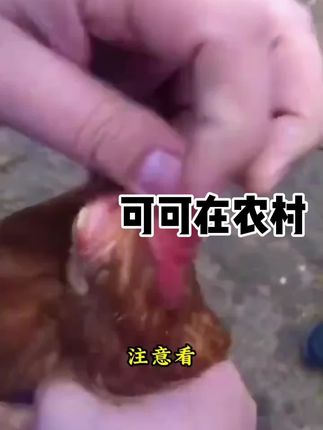 #养土鸡 #鸡鸭鹅养殖 #鸡鸭鹅 #农村散养土鸡