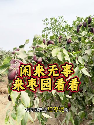 今日闲来无事,到枣园看看!#枣园 #成熟的美 #农村美食 #优质农产品 #昆玉礼物