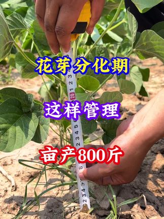 大豆高产专用#大豆种植#大豆高产管理