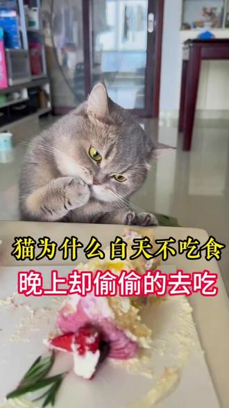 为什么猫总是晚上才会去吃猫粮#猫咪日常 #养猫日记 #可爱猫咪 #这样的猫猫你们见过吗