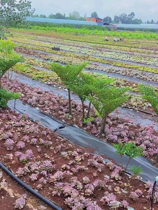 多肉种植 #农业种植 #种植大户 #种地 #农业人