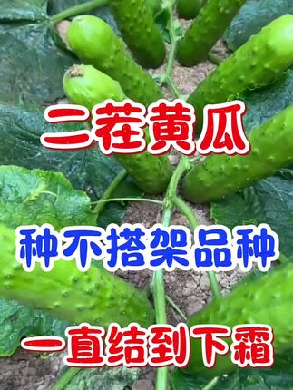 #爬满地黄瓜 #黄瓜 #不搭架黄瓜种子#立秋后种什么菜