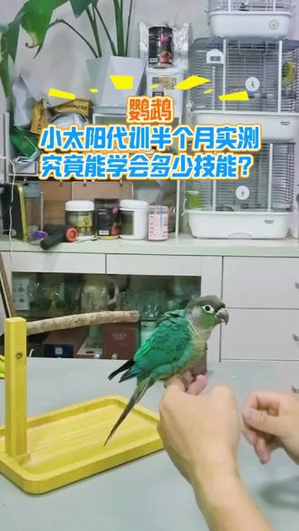 鹦鹉小太阳代训半个月究竟能学会多少技能? #鹦鹉训练 #训鹦鹉技巧 #分享和鹦鹉的互动 #小太阳鹦鹉 #新手养鸟