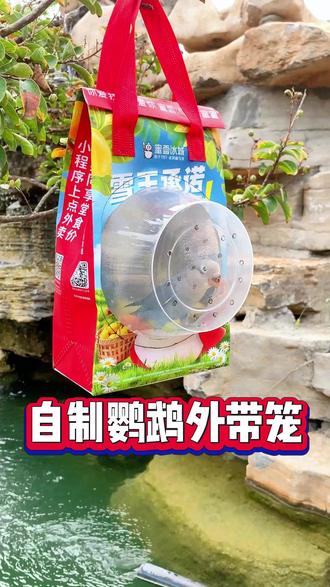 教你自制鹦鹉外带笼!#新手养鹦鹉