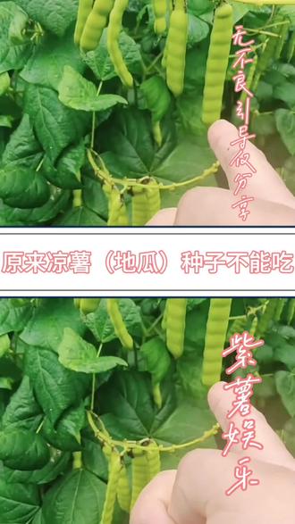 大家一定要叮嘱家里的老人不要去吃凉薯的种子,不然轻则住院,重则丧命!
#科普知识 #凉薯地瓜 #种子