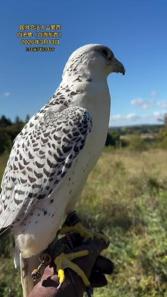 我是谁 海东青
白矛隼(白海东青)
2026年3月13日
ꑍꄙꑍꊏꃘꈎꌕꆪꊰꌕꑍ#海东青 #矛隼