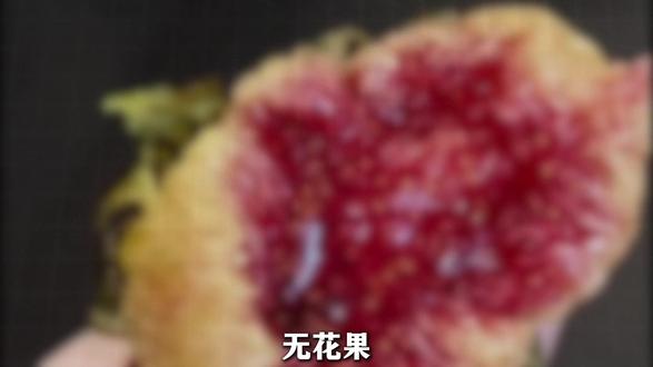 你吃的每一口无花果,可能都藏着一只虫 #无花果 #水果 #科普