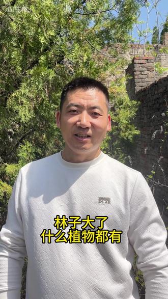 二色棘(ji)豆 二色棘豆,会变色的花
#植物科普 #科普一下 #二色棘豆 #春天 #花花草草
