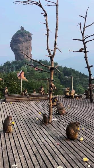 双塔山风景区#猴哥来了 😁