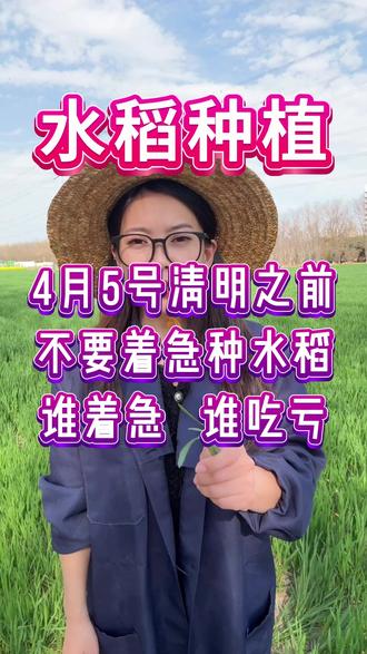 清明节之前,不要着急种水稻 #三农#水稻种植#水稻施肥#水稻高产技术#农业知识帮农民增产增收