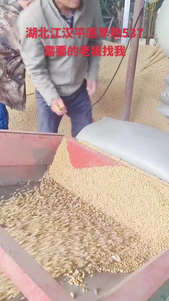 2026-03-22 全国黄豆(国产净粮/塔粮,13水,元/斤|元/吨,双排超精简)
东北产区(主产区)
- 黑龙江:2.20–2.45|4400–4900(稳,优质溢价)
- 吉林:2.30–2.60|4600–5200(稳)
- 辽宁:2.35–2.65|4700–5300(稳)
- 内蒙古:2.25–2.50|4500–5000(稳)
华北产区
- 北京:2.60–2.70|5200–5400(稳)
- 天津:2.62–2.72|5240–5440(稳)
- 河北:2.55–2.70|5100–5400(稳)
- 山西:2.50–2.65|5000–5300(稳)
- 山东:2.55–2.65|5100–5300(稳)
- 河南:2.58–2.68|5160–5360(稳)
华东
- 上海:2.70–2.80|5400–5600(稳)
- 江苏:2.65–2.85|5300–5700(稳,高蛋白溢价)
- 浙江:2.68–2.78|5360–5560(稳)
- 安徽:2.60–2.95|5200–5900(稳,优质高价)
- 福建:2.75–2.85|5500–5700(稳)
华中
- 湖北:2.65–2.75|5300–5500(稳)
- 湖南:2.70–2.80|5400–5600(稳)
华南
- 广东:2.72–2.82|5440–5640(稳)
- 广西:2.70–2.80|5400–5600(稳)
- 海南:2.75–2.85|5500–5700(稳)
西南
- 四川:2.70–2.80|5400–5600(稳)
- 贵州:2.68–2.78|5360–5560(稳)
- 云南:2.68–2.78|5360–5560(稳)
西北
- 陕西:2.55–2.65|5100–5300(稳)
- 甘肃:2.50–2.60|5000–5200(稳)
- 宁夏:2.52–2.62|5040–5240(稳)
- 新疆:2.45–2.55|4900–5100(稳)
港口
- 锦州港:2.35–2.45|4700–4900(稳)
- 广东港:2.72–2.82|5440–5640(稳)
全国均价:2.60–2.68|5200–5360(高位坚挺、小幅波