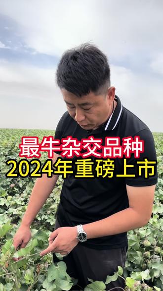 #新苗种业 123天早熟杂交棉,适合石河子沙湾周边种植,2024年进行布点示范,感兴趣后台私信我#新疆棉花 #三农 #农业种植 #增产增收才是硬道理