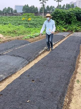 蜗牛要吃菜啊#蜗牛 #种菜#农业种植