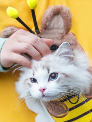 猫包帆布外出折叠便携单肩包斜挎背包可露头猫咪小型犬宠物包透气#宠物包#猫背包 #宠物出行包 #小型犬便携包#好物推荐