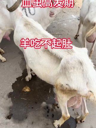 #养羊 #养羊人 #农村养羊 #农村养殖 #三农养殖