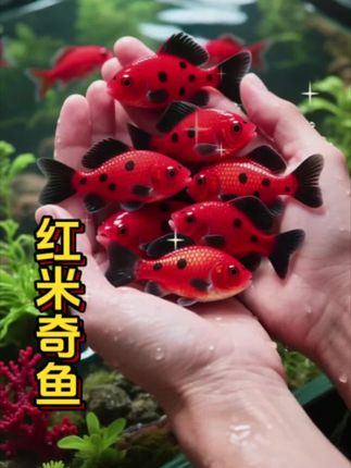 灵动萌主——米奇鱼 米奇鱼堪称“人气偶像””。其身形小巧圆润,恰似水中精灵,最吸睛的当属尾柄处标志性的“*色水”黑班司佳高灣士尼台典和一窝可水中,萌趣十足。  他们性格温顺人-常三两成群,悠然穿梭于水草间,或嬉戏逐食,对水质、水温适应力强,饲养省心。新手初涉水族,米奇鱼无疑是开启梦幻水世界的最佳萌伴,为平淡日常注入灵动活力,静赏间满是治愈。 更多 #养鱼 #养鱼日记 #养鱼养心 #新手养鱼 #养鱼人