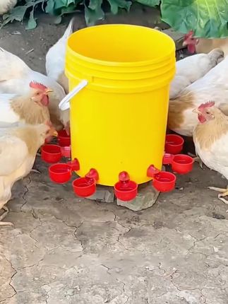 抢!【10个装送钻头】鸡鸭家禽自动饮水器水满自停碗自动喝水装置#家禽饮水器 #水满停