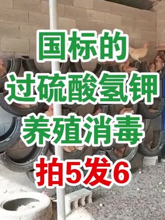 过硫酸氢钾消毒粉带畜禽养殖场环境消毒饮水消毒饲料S#养殖场#消毒粉#三农#养殖人