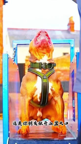 比特犬:犬界“战神”竟是“嘤嘤怪”?速来晒你家肌肉宝宝🐾 #狗狗 #比特犬 #猛犬