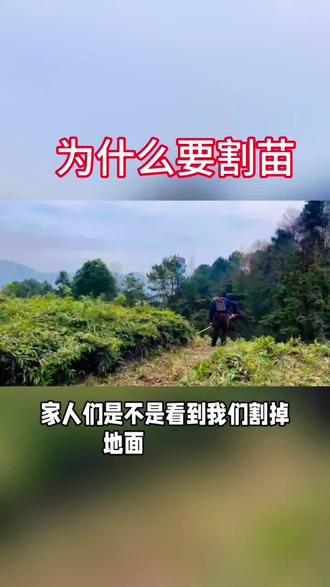 #热门 #竹笋 #竹苗 #乡村 #修剪
割苗产量高!