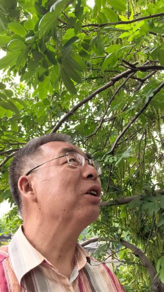 拱宸桥边有一棵枫杨树,长得十分茂盛,山东也有这样的树 在杭州拱宸桥边,
看到这样一棵枫杨,
感觉十分亲切。
#枫杨树#杭州#大运河 #拱宸桥