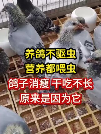 养鸽不驱虫营养都喂虫,鸽子消瘦干吃不长都是因为它 #鸽子驱虫 #鸽子体内虫 #鸽子消瘦 #鸽子驱虫药