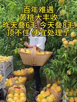#黄桃大丰收了 #黄桃熟了 #现摘现发新鲜到家 #新鲜采摘新鲜发货 #新鲜应季水果