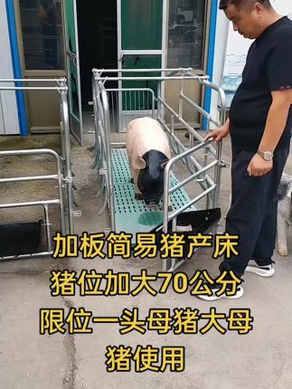 加板简易猪产床 限位一头母猪使用 全国包邮发货#养猪人 #简易产床 #母猪产床 #单体产床 #双体产床