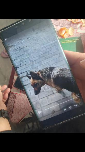 但行好事,莫问前程#农村生活 #记录真实生活 #失而复得 #养羊人 @抖音热点 @抖音创作灵感