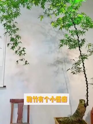 法滋园竹子专用营养液促根防黄叶内门竹红观音竹佛肚竹罗汉竹米竹#竹子#营养液#竹子营养液 #防黄叶 #促根