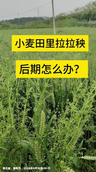 🌾小麦田拉拉秧疯长!这后期可咋整?🤔在线等经验分享!