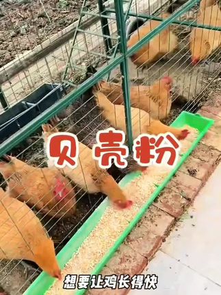 6-l W@M.jp 07/05 【华畜 贝壳粉细kg 补充钙源 减少破蛋鸡鸭鹅猪牛羊通用 F】复制此条:/ 消息打开抖音,查看商品详情。【➝➝oI6FT6XITZ8ǚǚ】 https://v.douyin.com/Z6GBrtZO_kg/