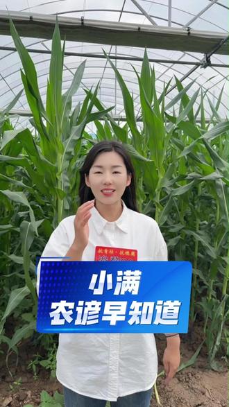 小满农谚早知道#小满 #玉米管理 #玉米管理技术 #玉米管理口诀